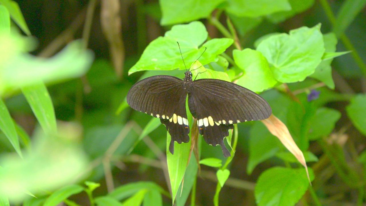 Bauhinia And Lotus Series Episode Butterflies In Hong Kong Cgtn