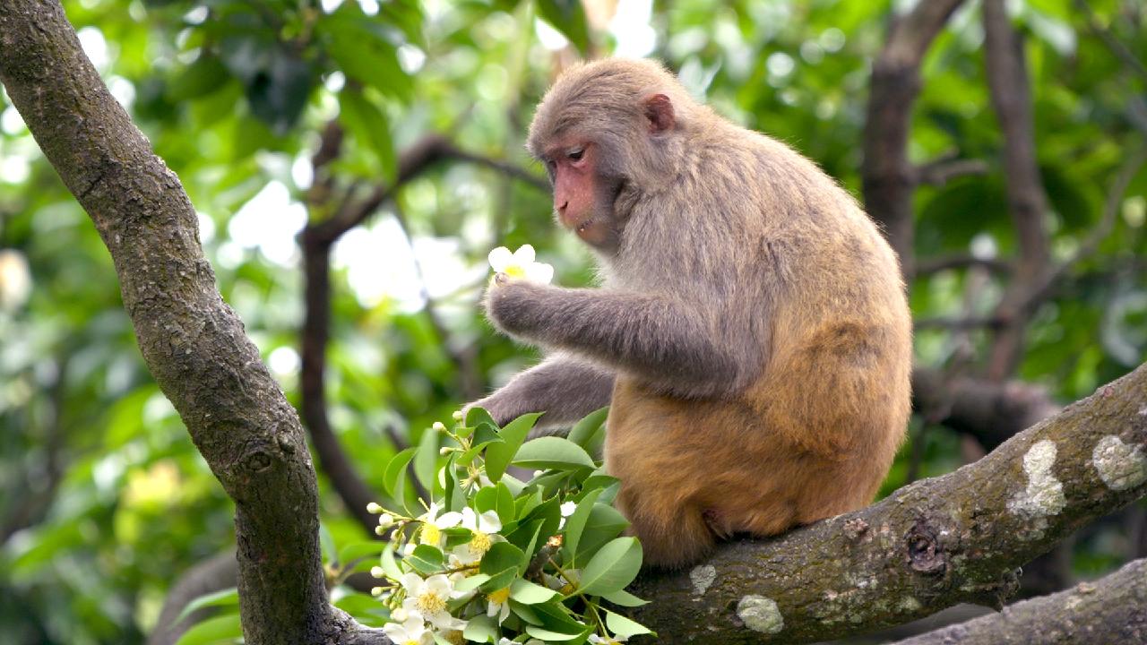 Bauhinia And Lotus Series Episode Macaques Paradise Cgtn