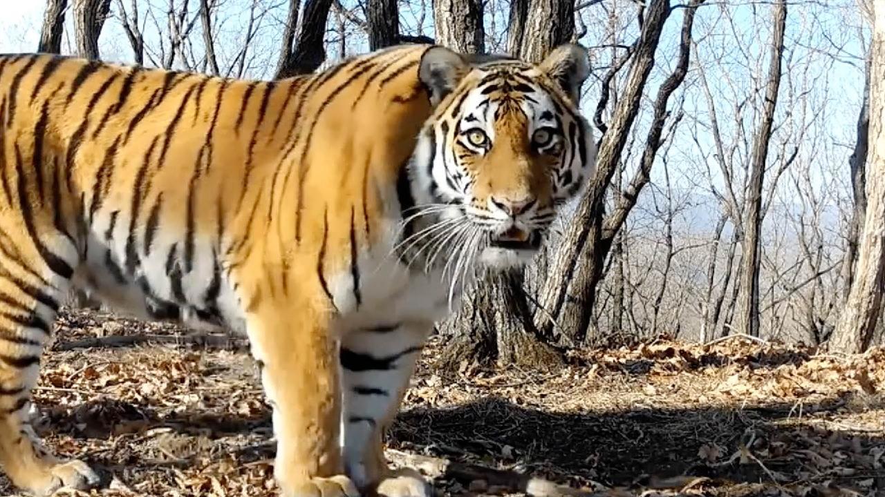 Cameras Capture Tigers Roaming In China S Jilin National Park CGTN