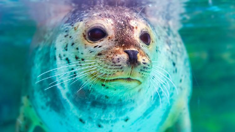 Seven Spotted Seals Released Into The Wild In NE China CGTN