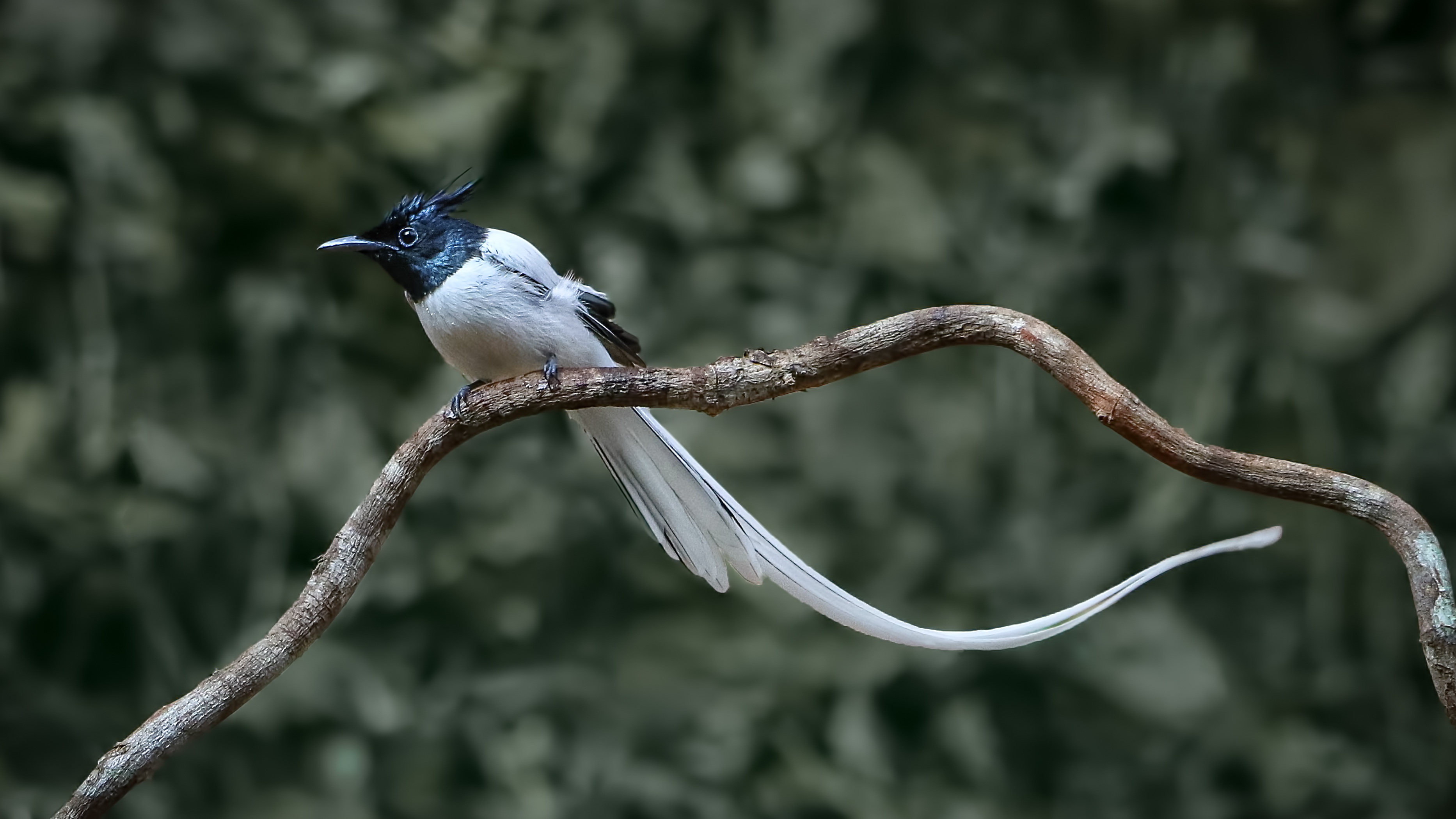 El mundo natural está lleno de maravillas que nos sorprenden y deleitan ...