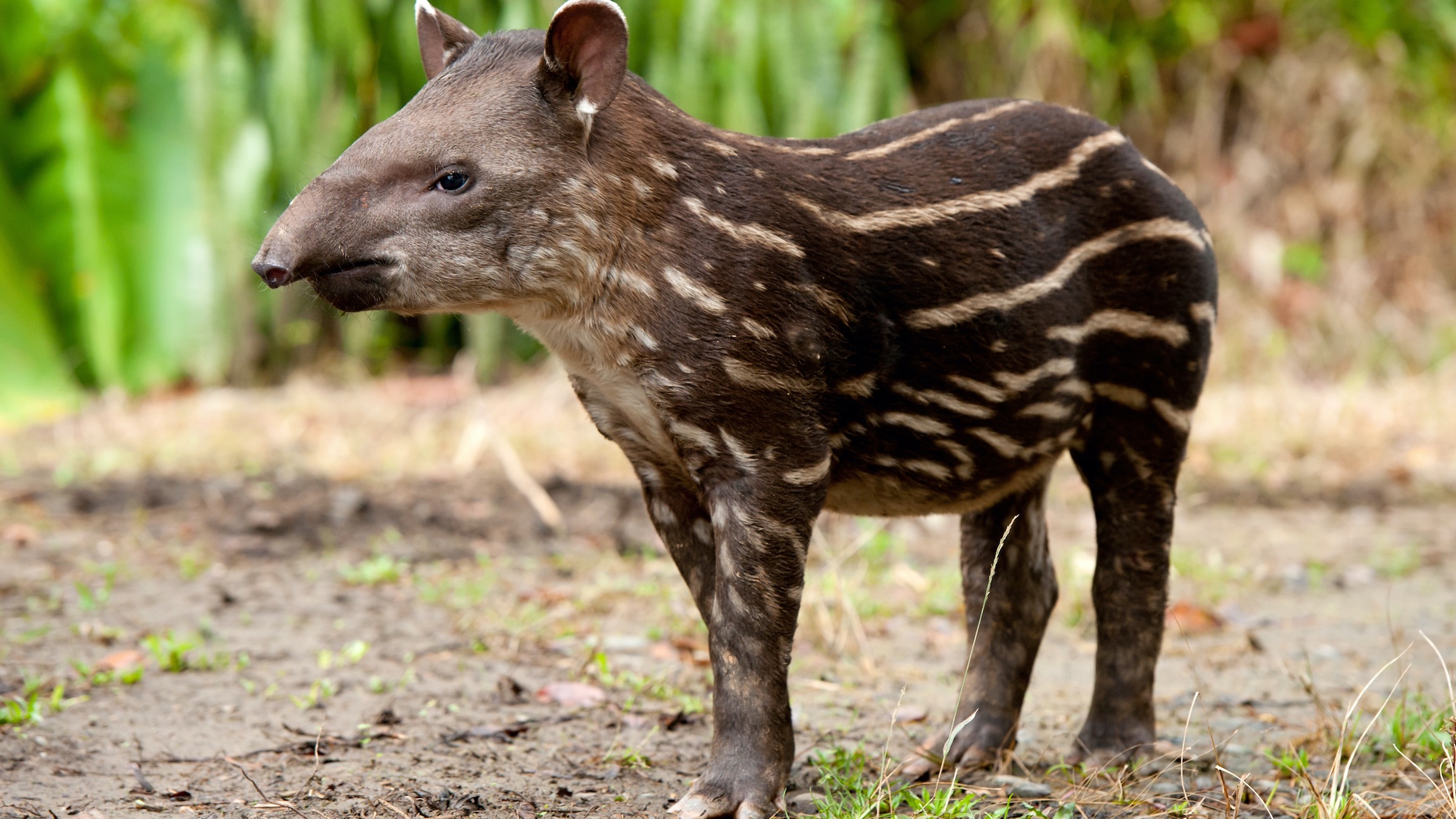 Brazilian tapir baby debuts in south China safari park - CGTN