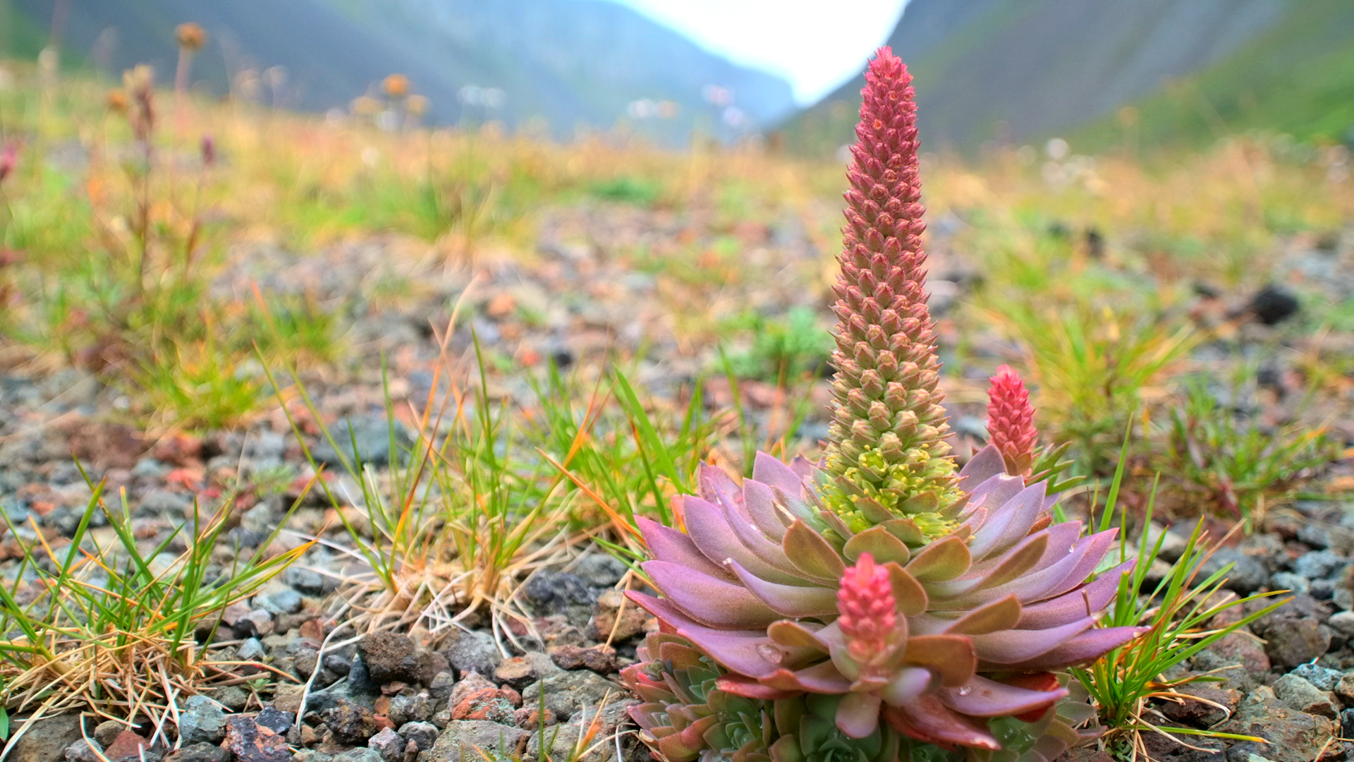 What Are Three Plants In The Tundra