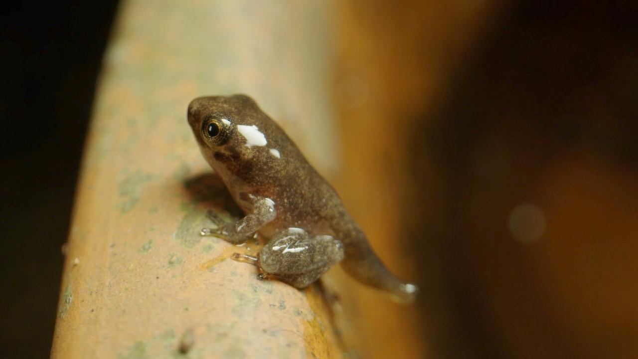 Romer's tree frog – a tiny frog in a big city - CGTN