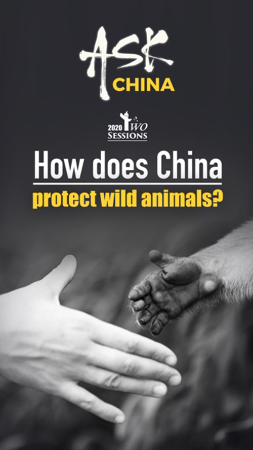 How does China protect wild animals? | Ask China - CGTN