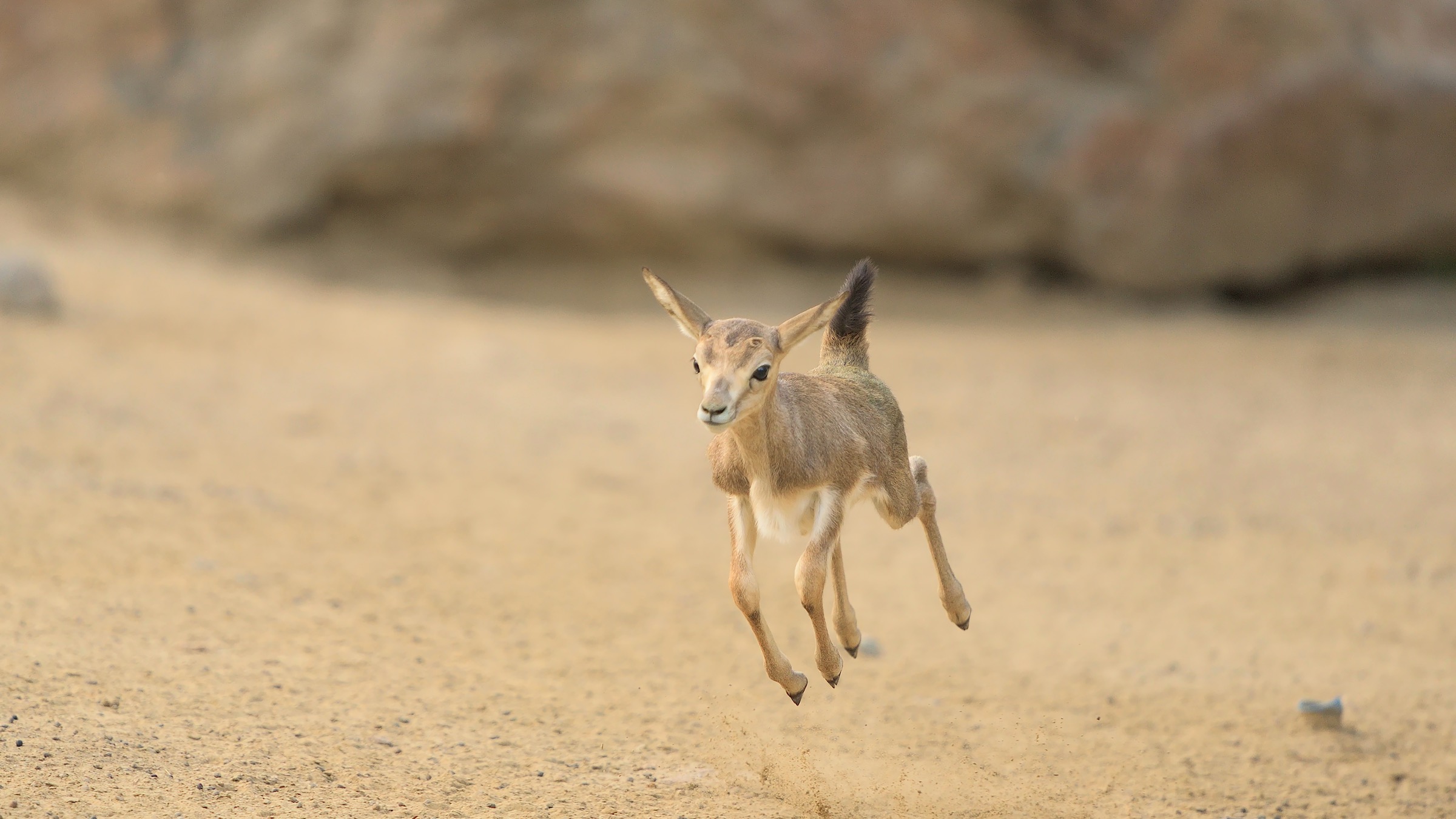 Second Gazelle Cub Spotted In Nw China Cgtn