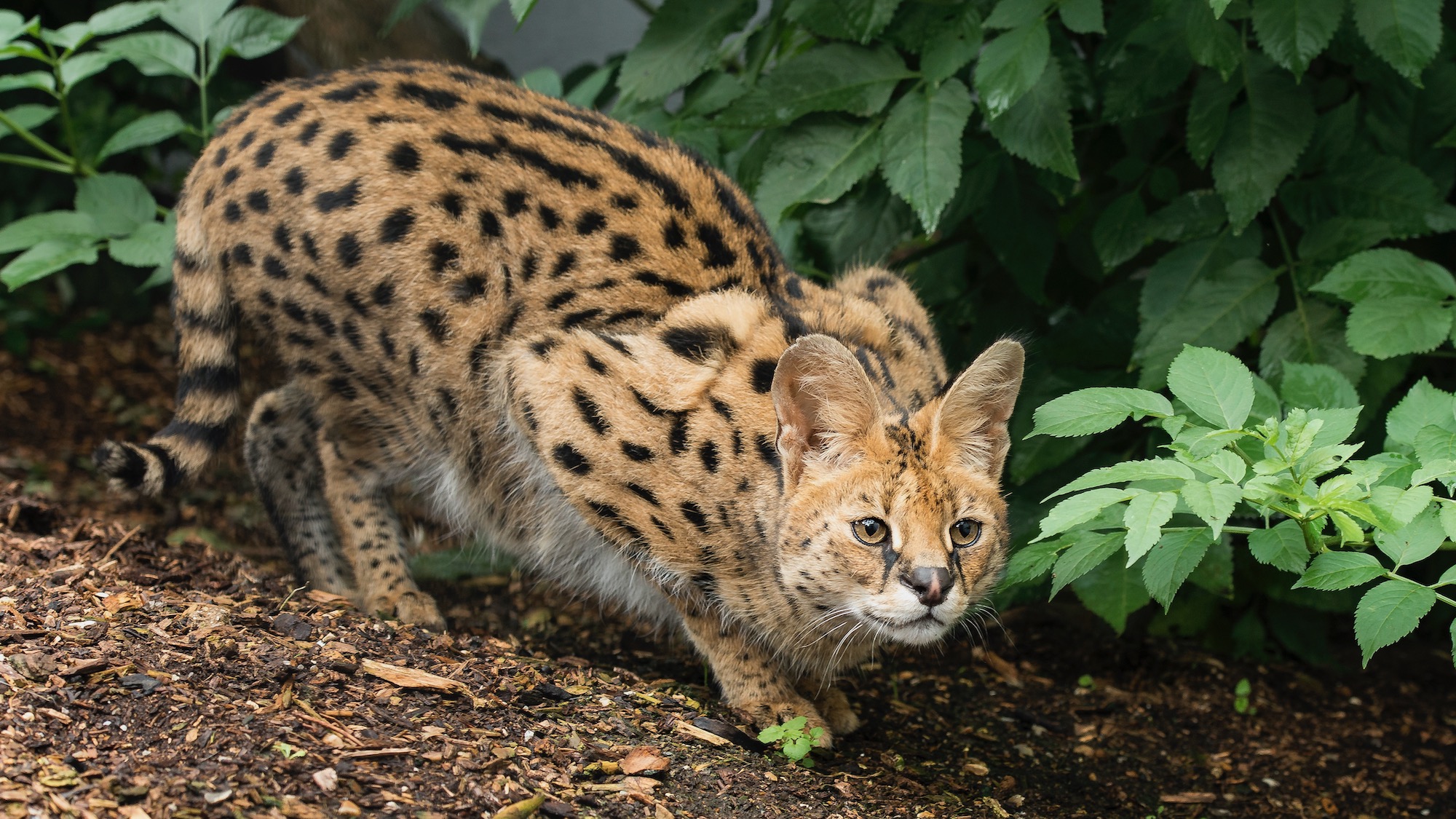 Leopard cat cub appears in N China - CGTN