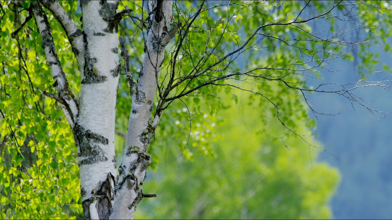 CGTN Nature: Altai Mountains Series | Episode 12: Red Birch Forest - CGTN