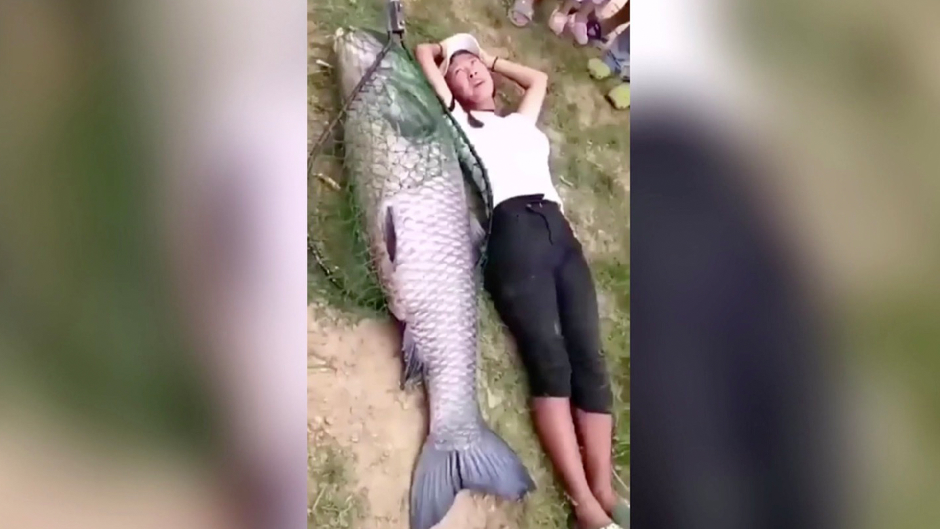 Have you ever seen such a giant black carp? - CGTN