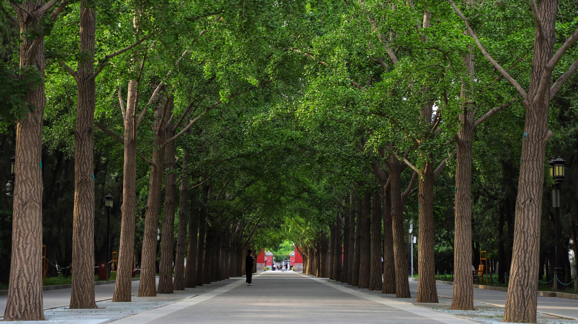 Urban nature's healing moments: Ditan Park in summer - CGTN