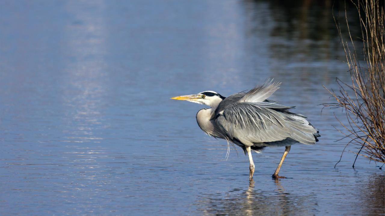 Welcome to the world! Migratory birds get busy breeding in Xinjiang - CGTN