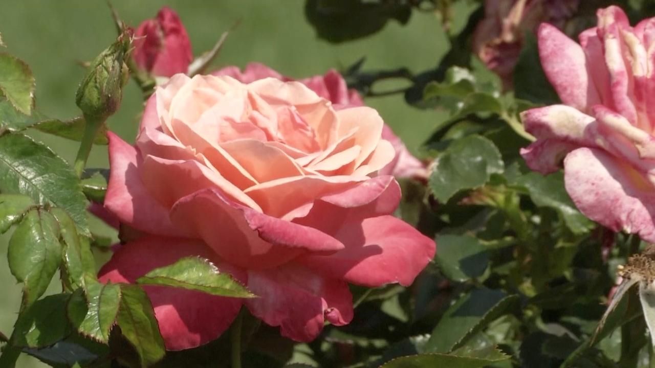 World Heritage gardens reopen after over two months of closure CGTN