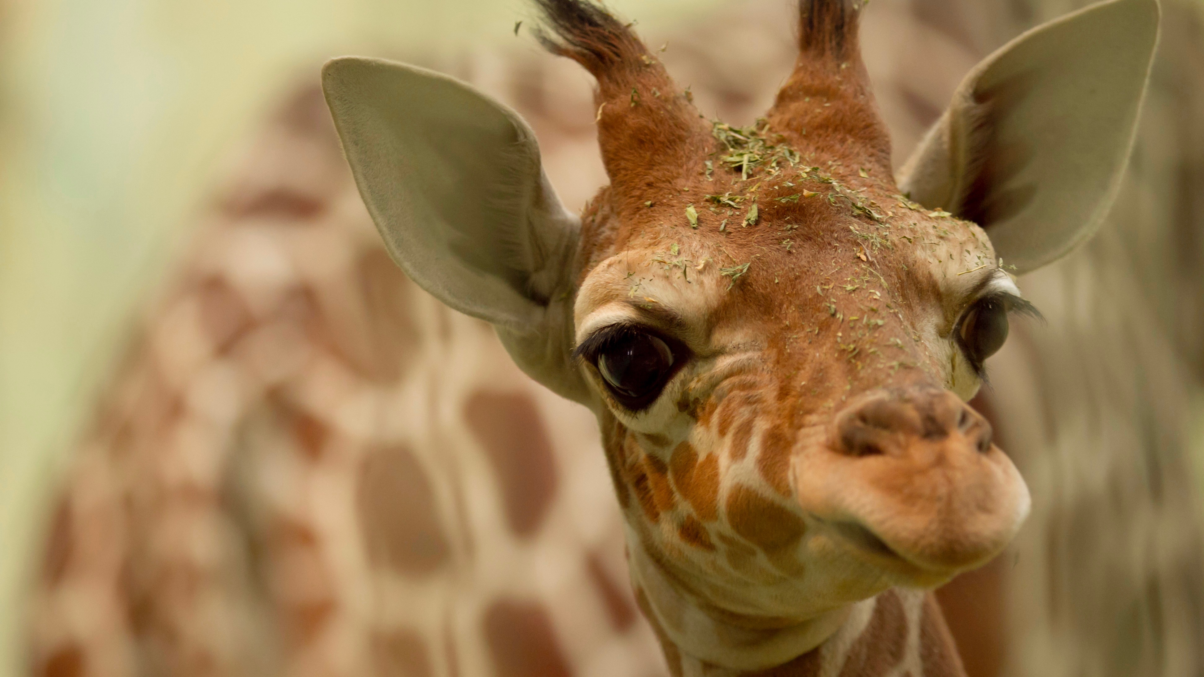 First captive giraffe born in east China's Xiamen - CGTN