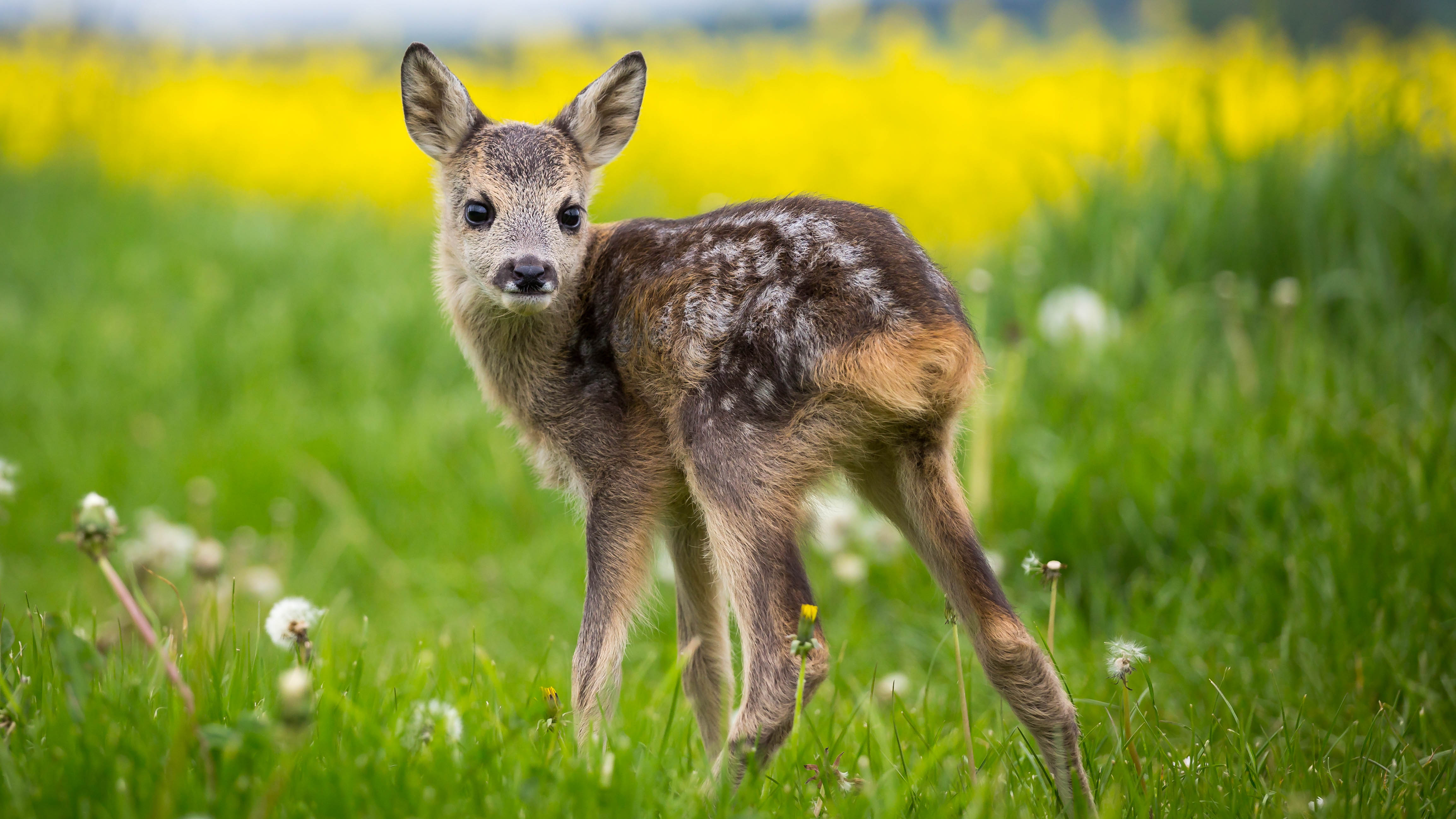 rescued-roe-deer-fawns-recovering-well-under-caregivers-cgtn