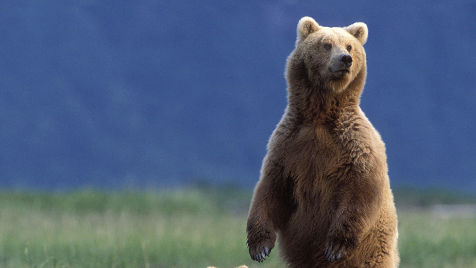 How Can You Tell The Difference Between Black And Brown Bears CGTN