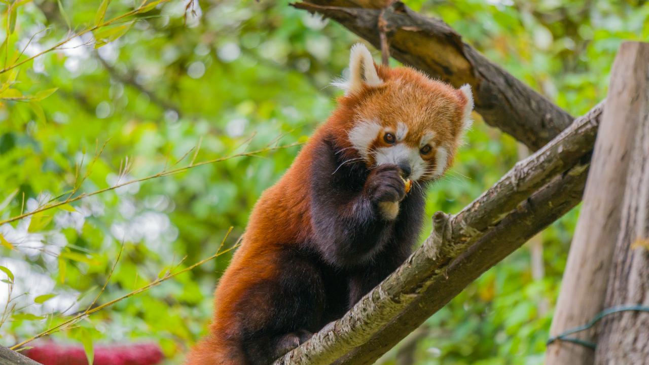 Red panda feasts on cherries in SW China - CGTN