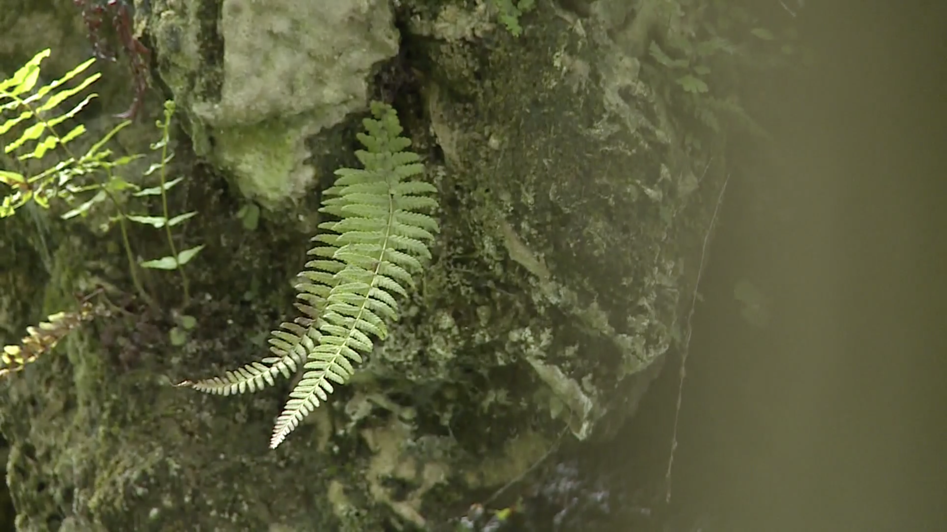 Researchers find and plant critically endangered fern in SW China CGTN