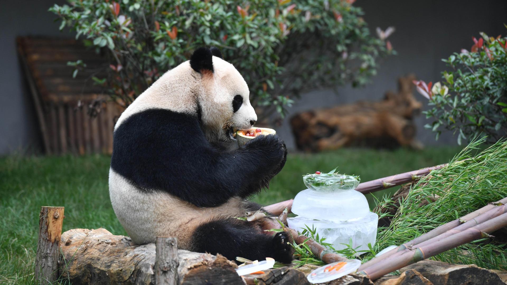 Panda Mao Zhu gets two cakes for its sixth birthday and visitors - CGTN