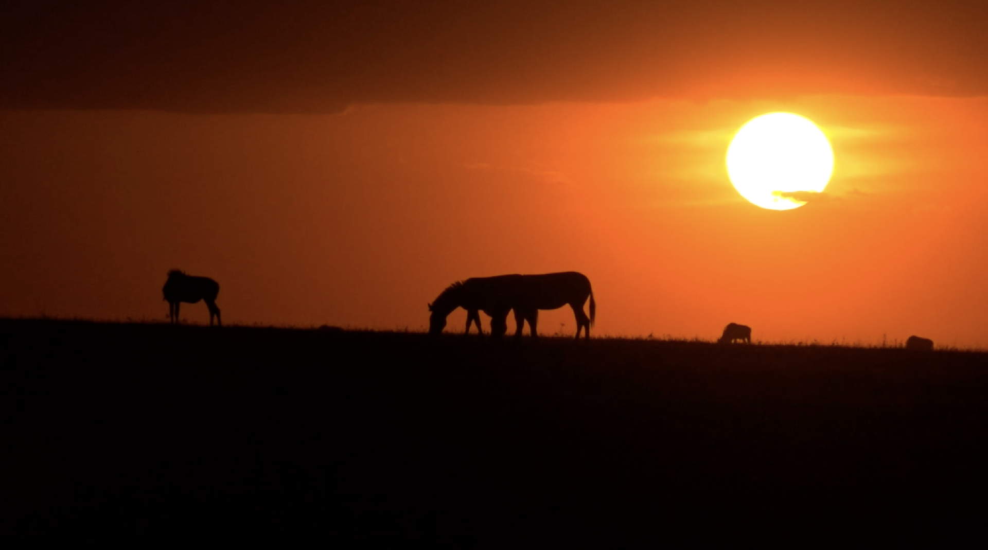 digital-safari-the-great-wildebeest-migration-cgtn