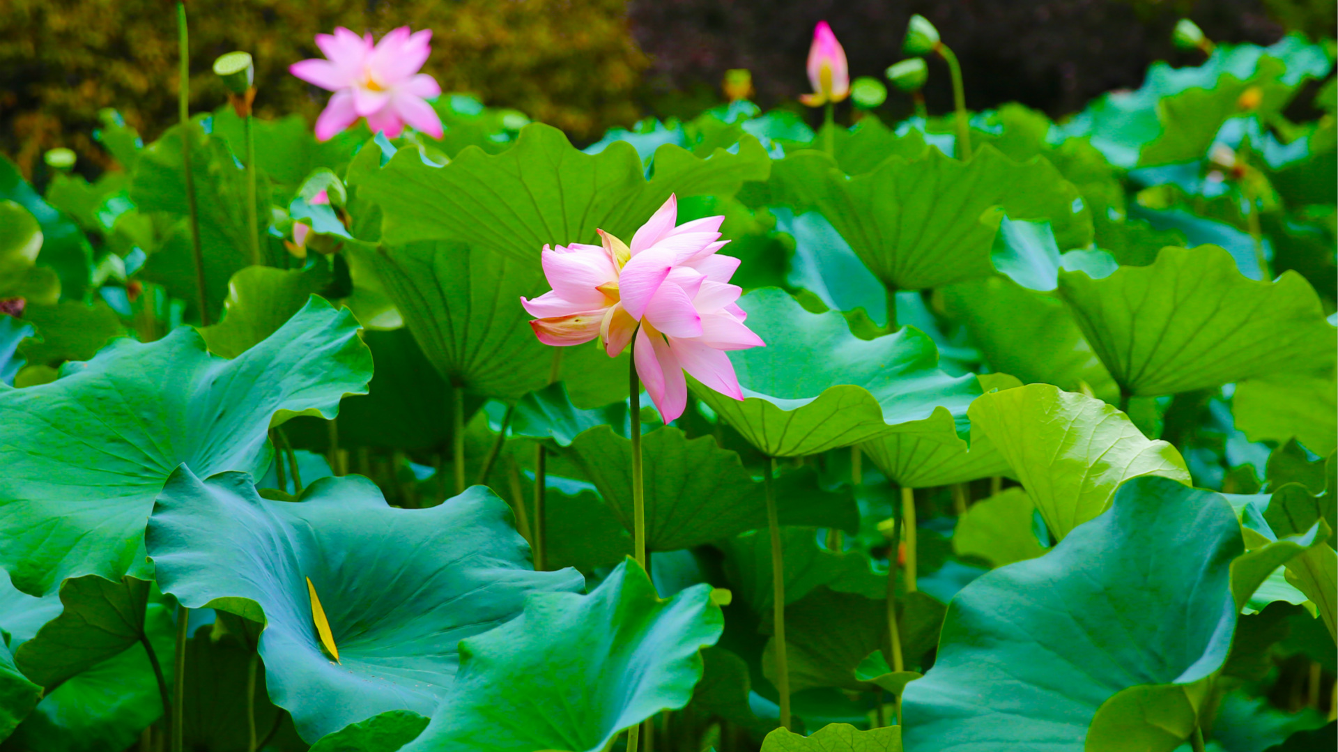 Double lotus blossom brings joy in NW China - CGTN