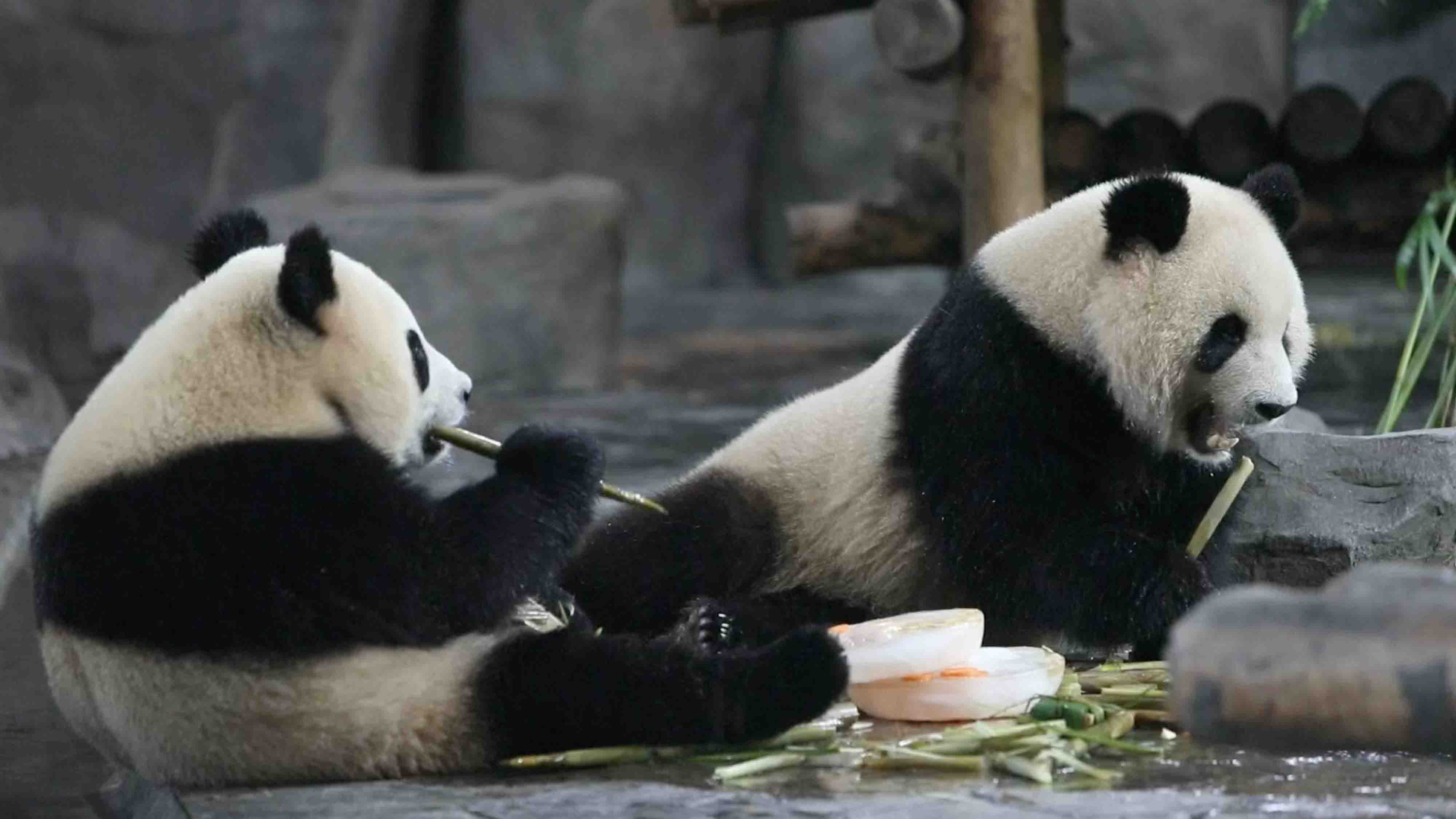 Zookeepers Help Animals Stay Cool In Shanghai Cgtn