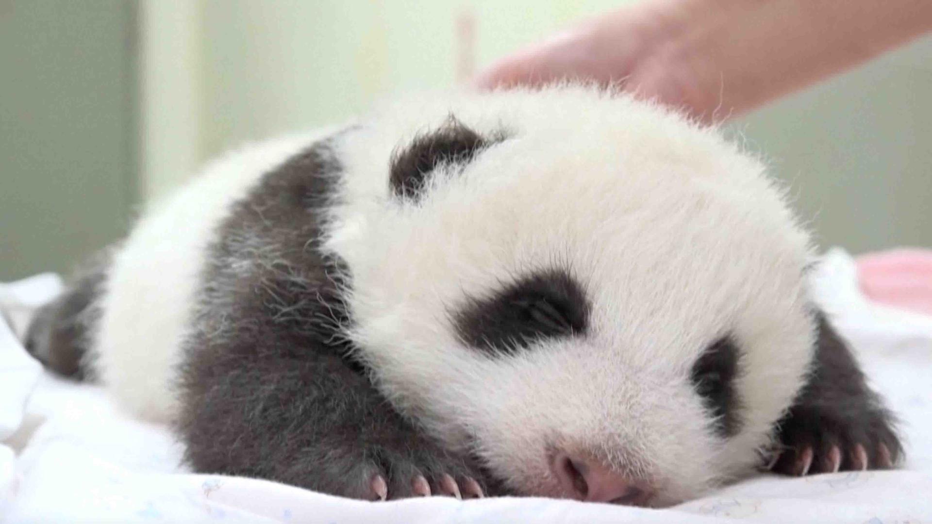 Taipei Zoo's baby panda opens eyes for first time - CGTN