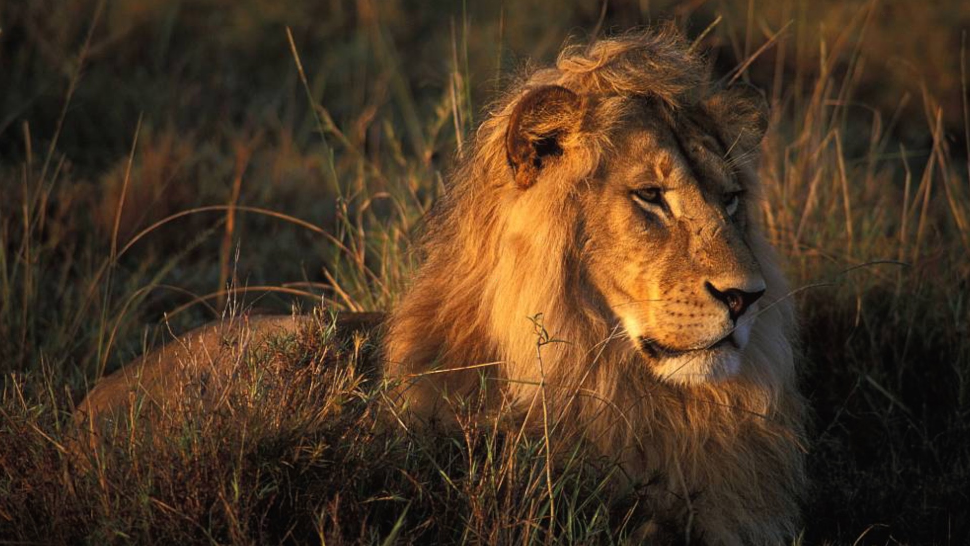 Download Male lion patrols and marks its territory - CGTN