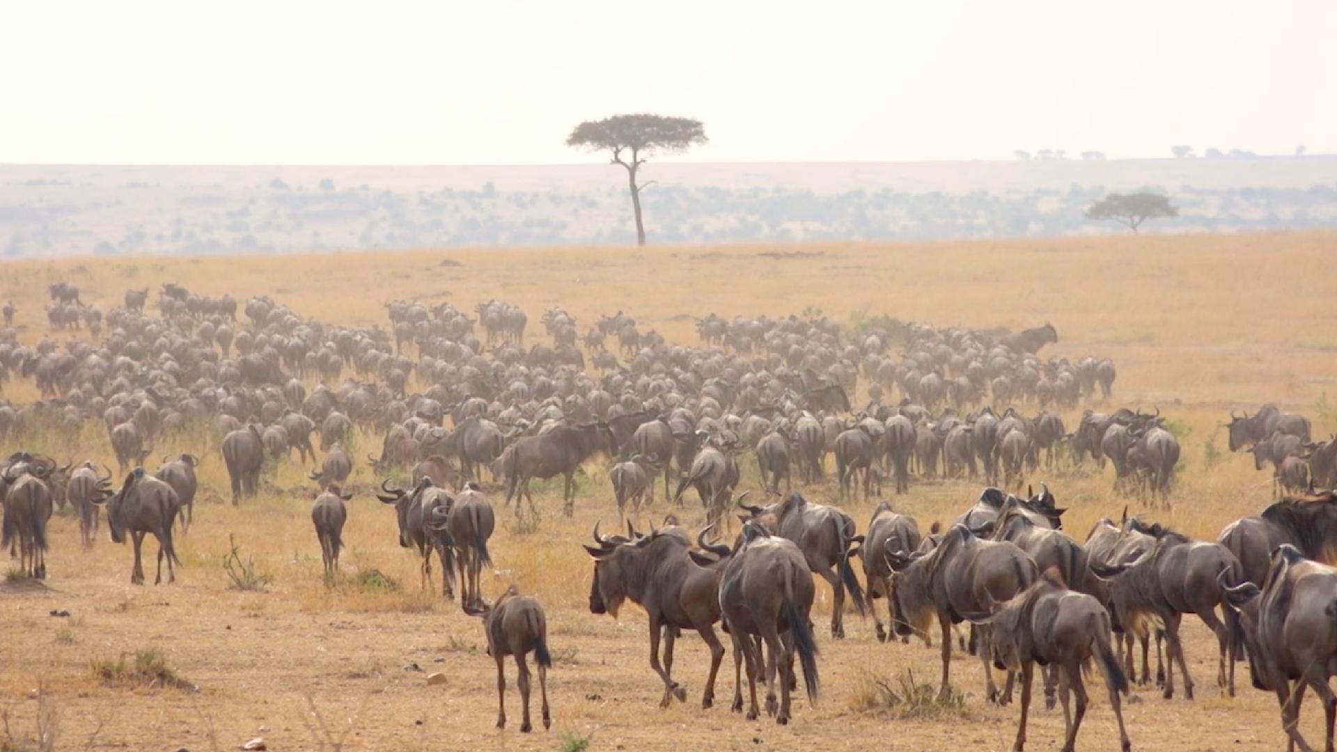 Ep 5: 'Great Wildebeest Migration' highlights from live broadcast - CGTN