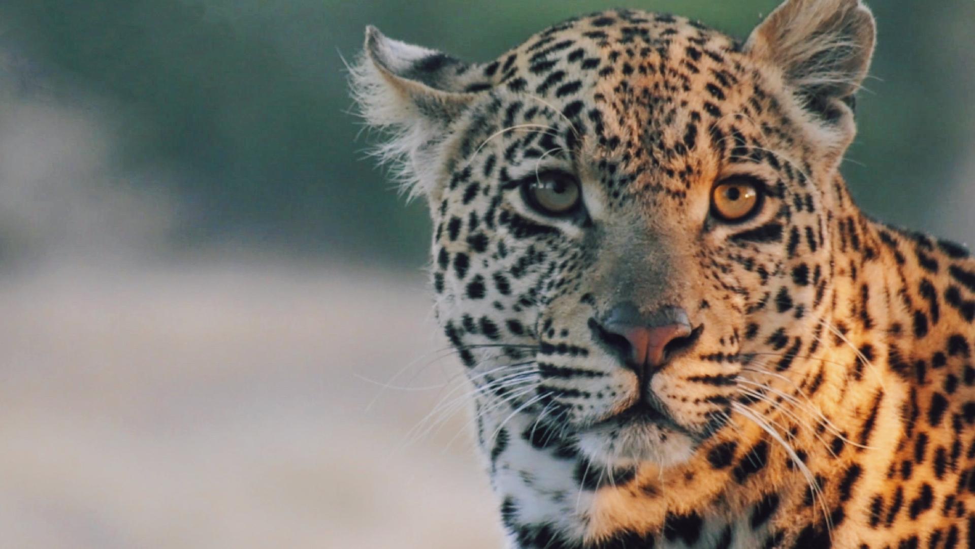 Hosana leopard