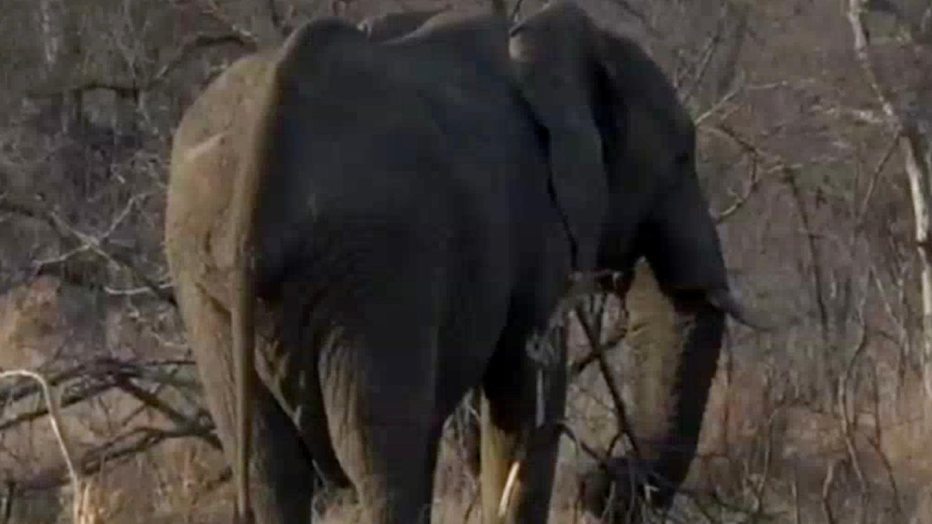 What nutrients do elephants obtain from eating vegetation? CGTN