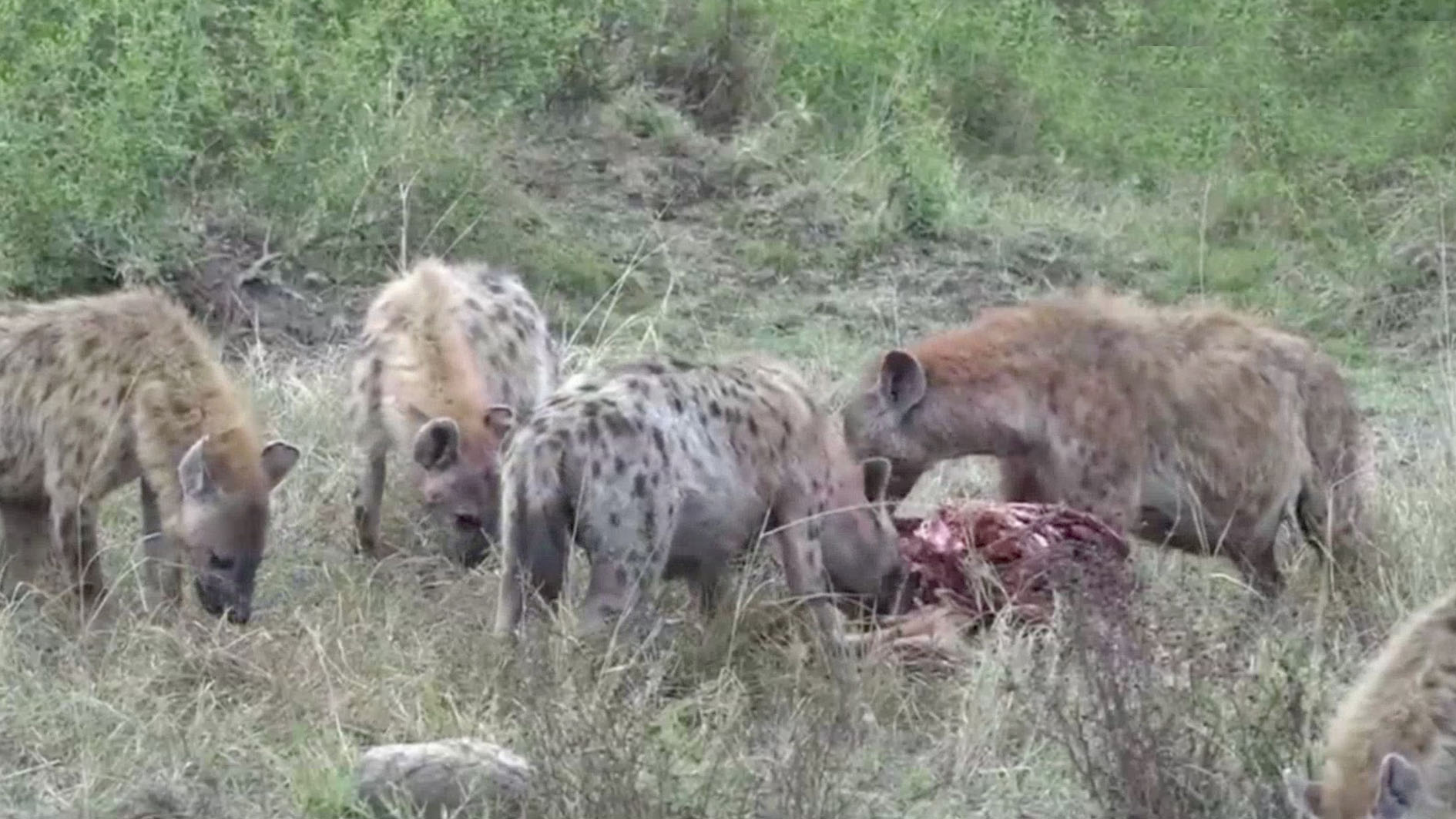 Nature at most Zebra devoured by a group of hyenas -