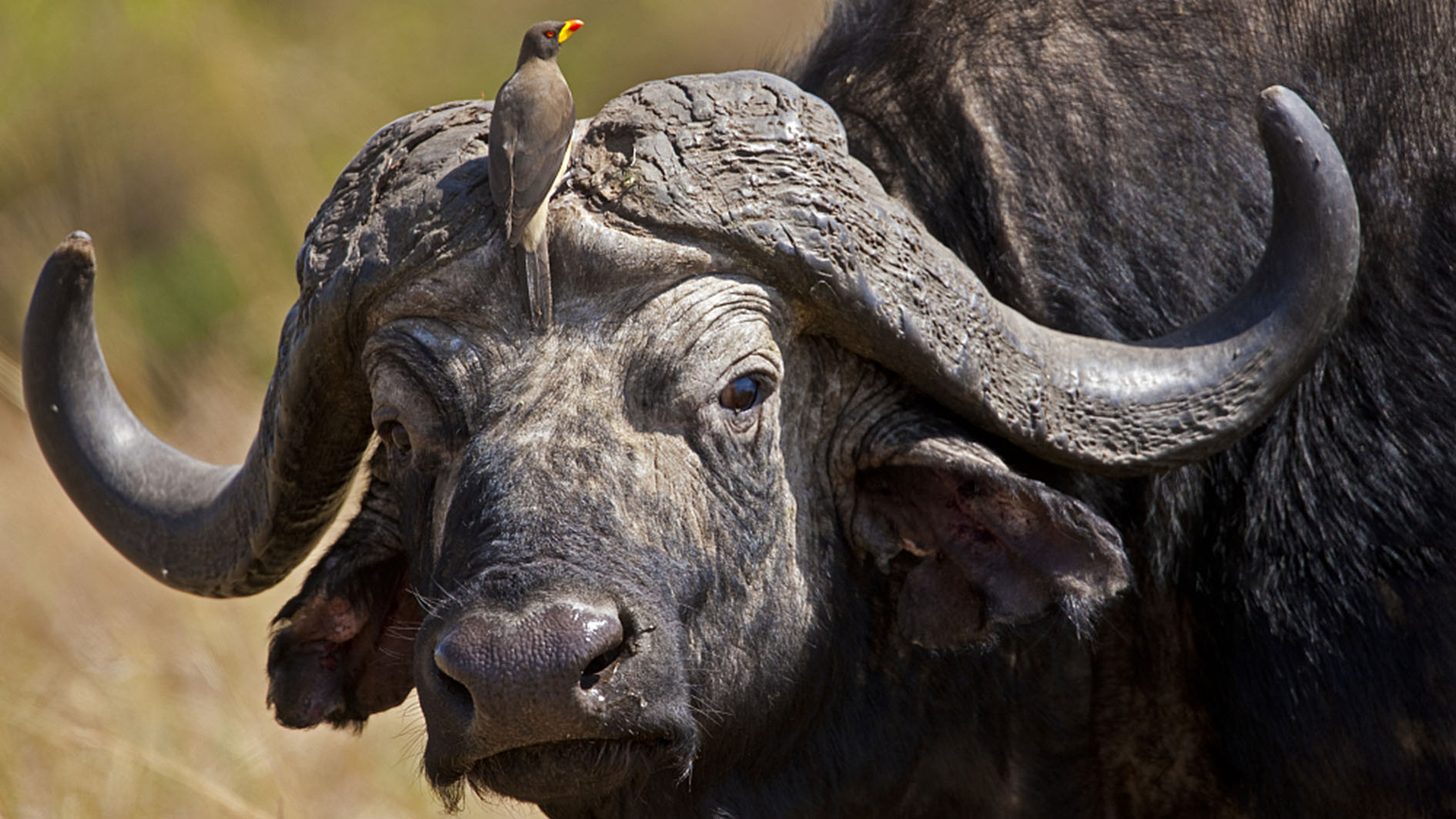 Oxpeckers have a relationship with African buffalo CGTN