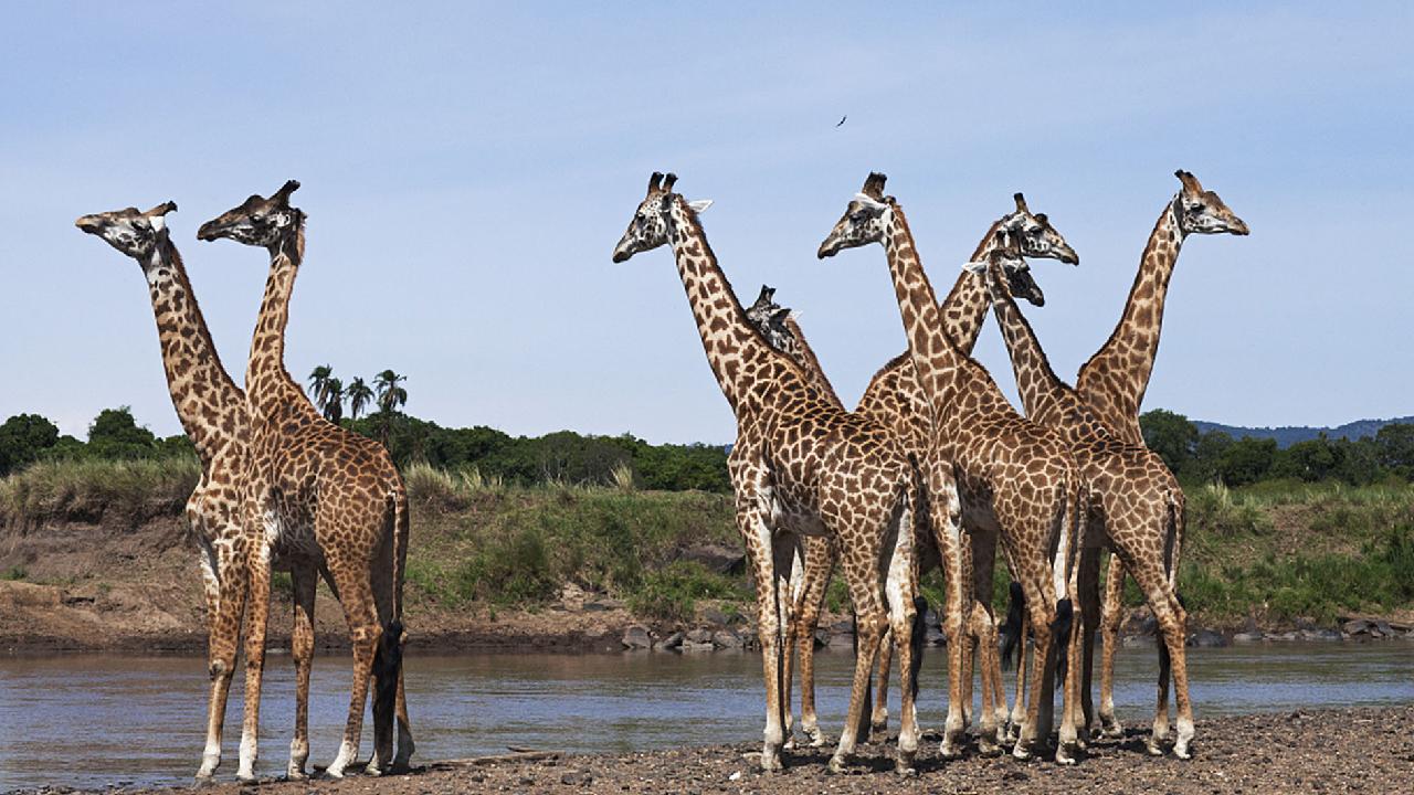 How can you tell if a giraffe is male or female?