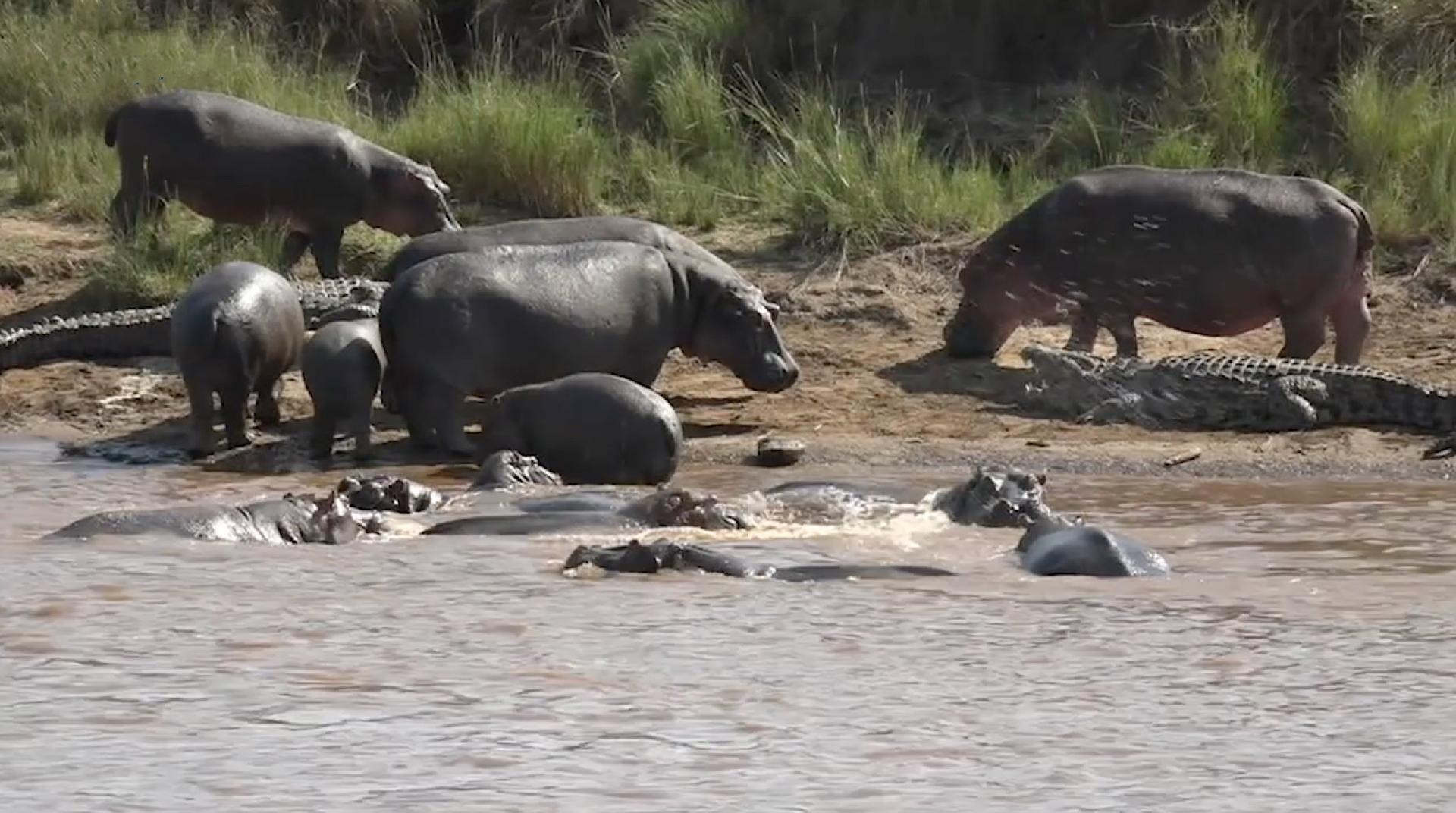 Ep 12 Great Wildebeest Migration Highlights From Live Broadcast CGTN   665a612f14804dcdbd5fa00f817621ad 1920 