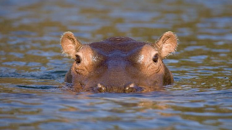 Hippopotamus: The aquatic herbivore - CGTN