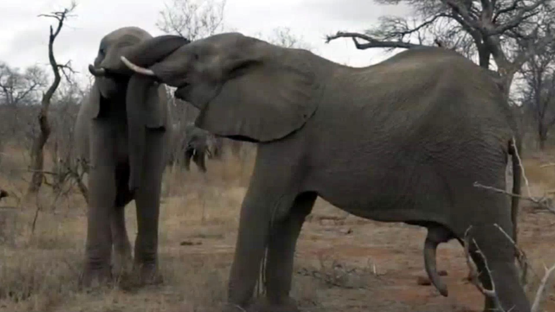 Elephants Play Fight With Trunks Entwined Cgtn