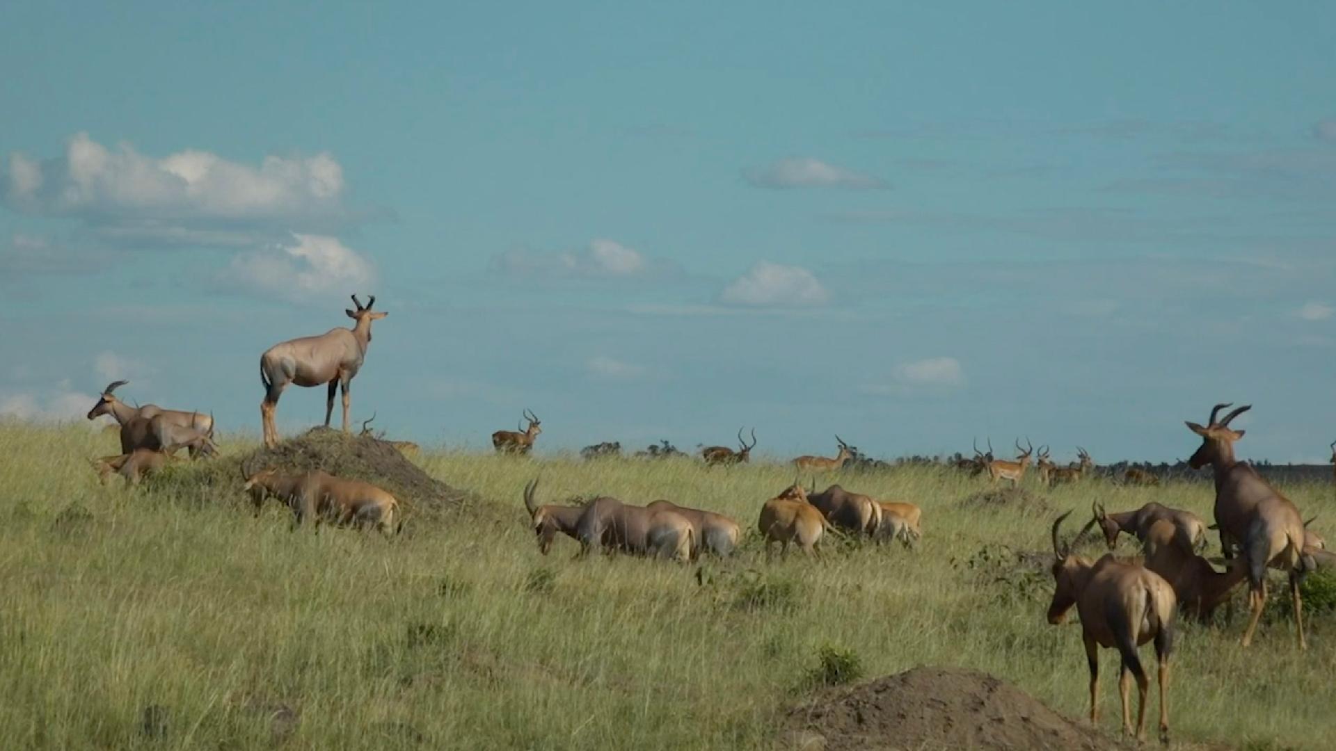 Ep. 14: 'Great Wildebeest Migration' highlights from live broadcast - CGTN