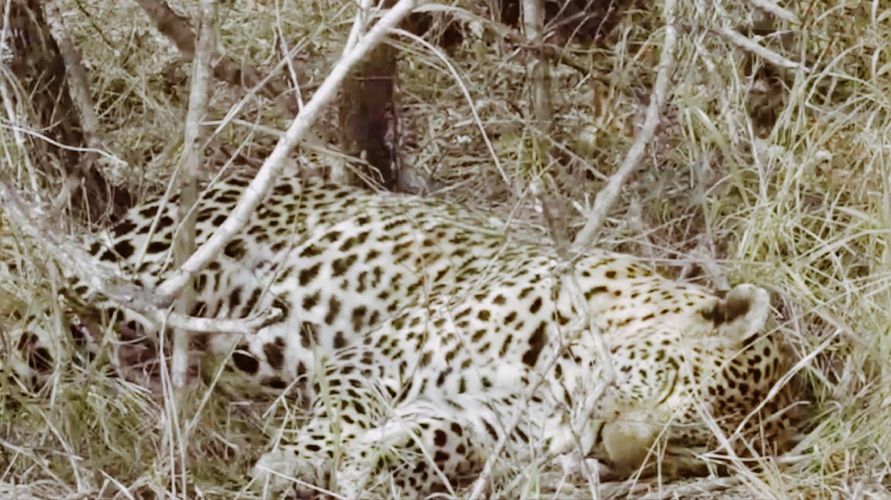 Perfect Camouflage Leopard Napping On The Ground Cgtn