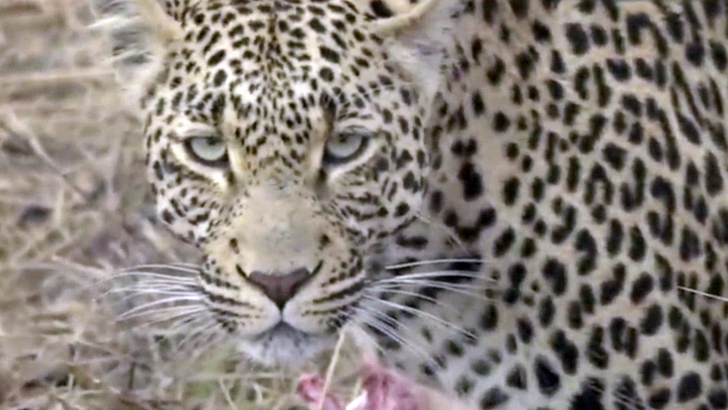 Leopard enjoys breakfast feast in South Africa - CGTN