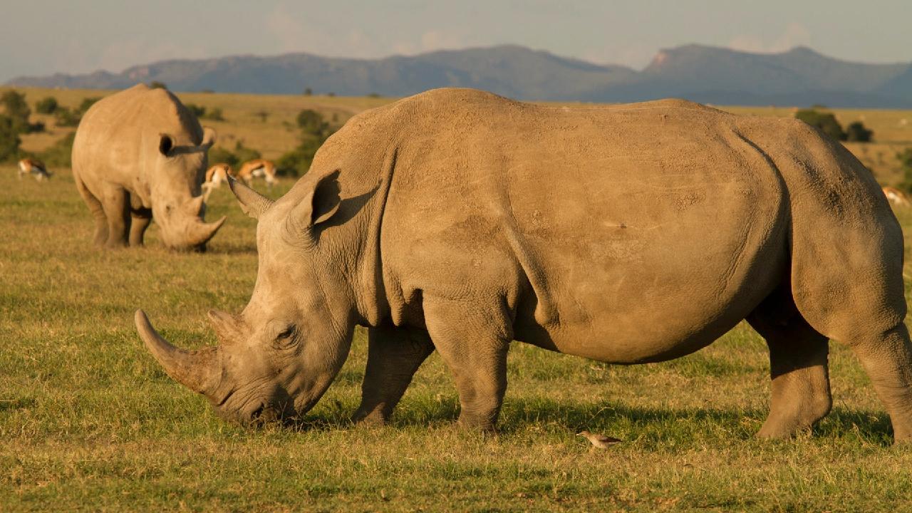 White rhinos casually graze on grass - CGTN