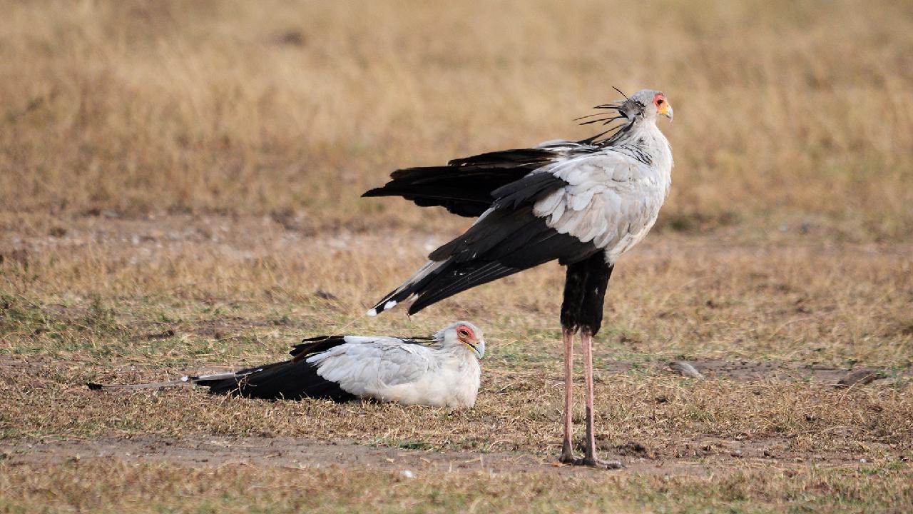 Secretary birds hunting for breakfast in Maasai Mara - CGTN