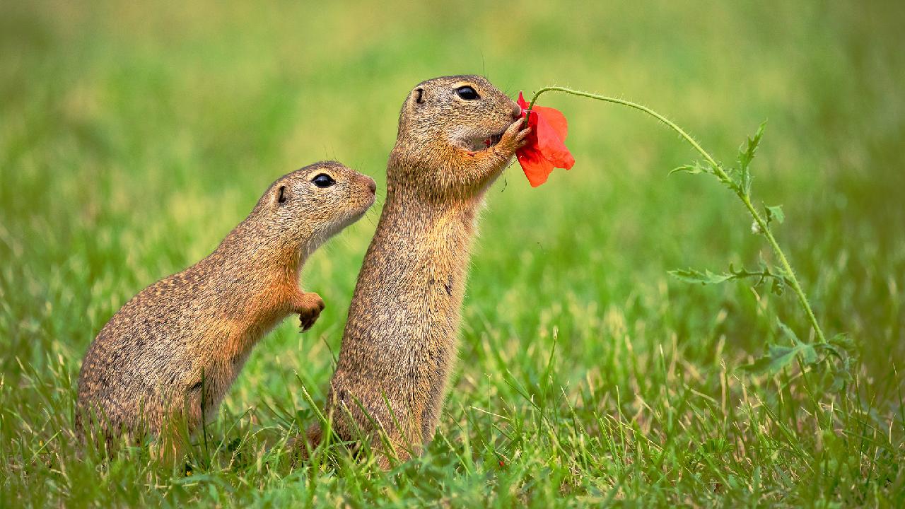 Ever seen a squirrel eating flowers? CGTN