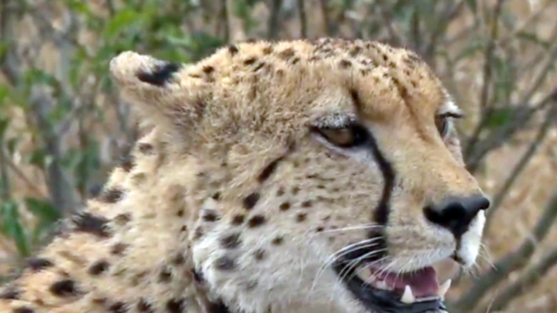 Are cheetahs endangered? - CGTN