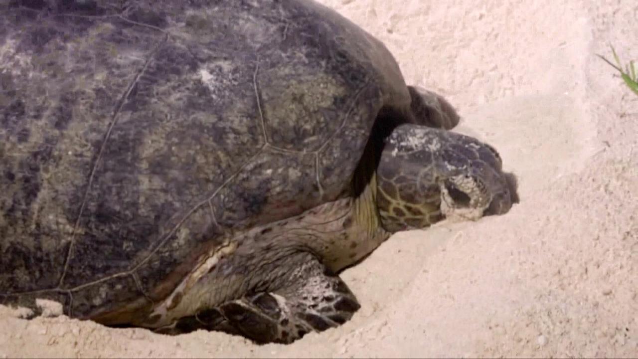 Fishermen rescue green sea turtle from net in south China - CGTN