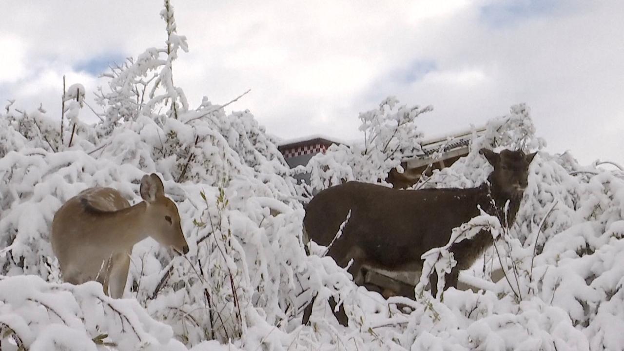 First Snowfalls Blanket SW And NW China - CGTN