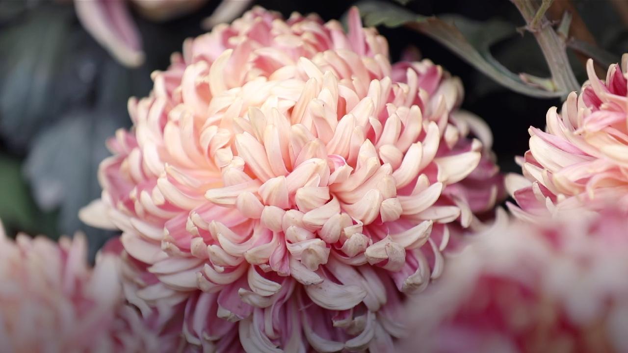 Chrysanthemums burst into bloom in Kaifeng CGTN