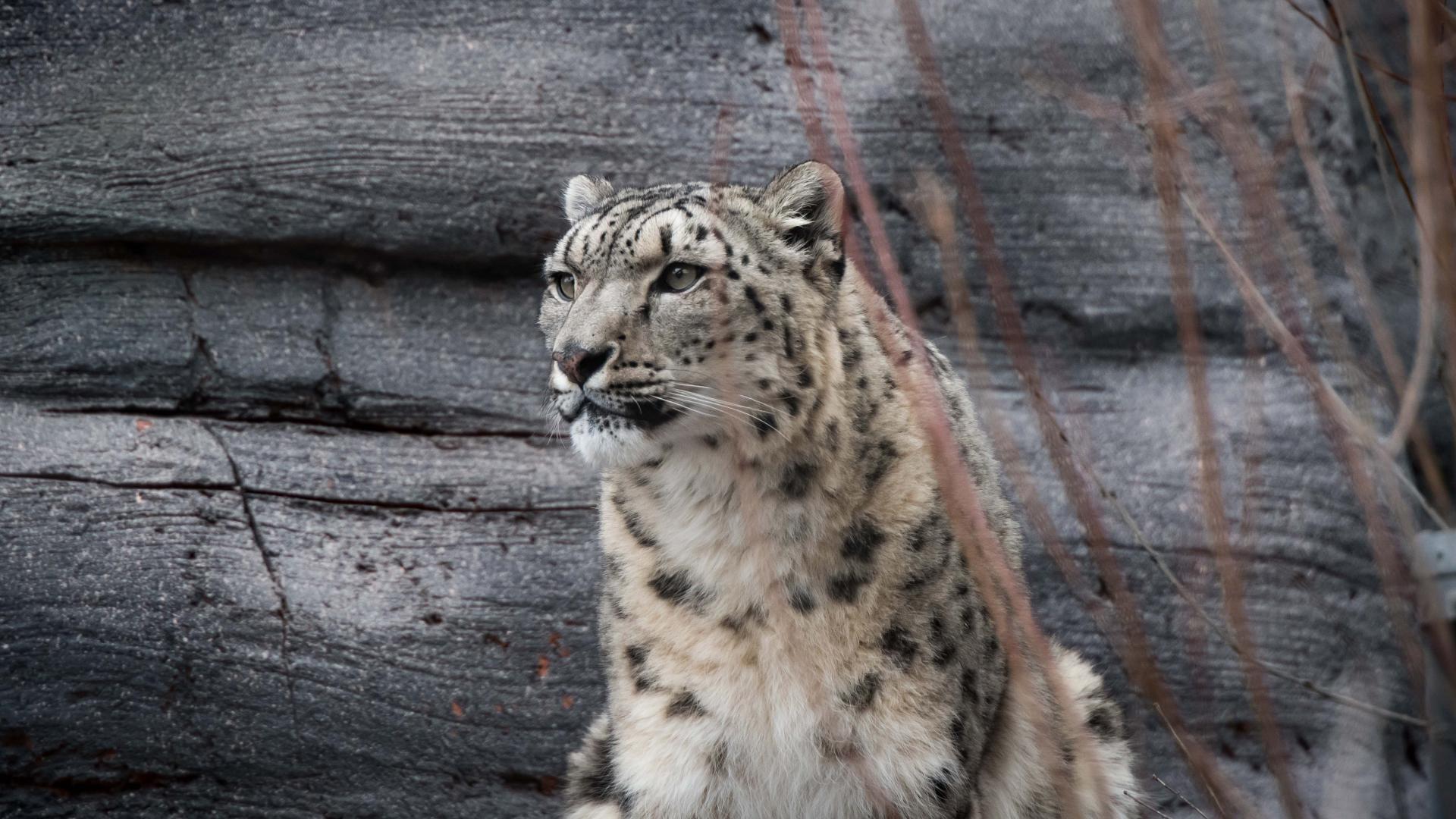 cleanmydrive snow leopard