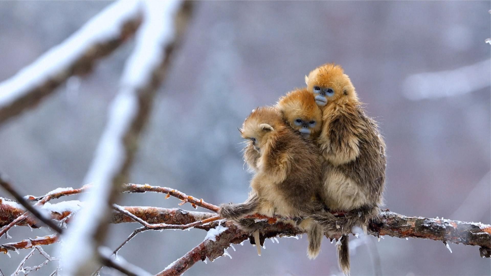 Wild animals cuddle up to survive harsh winter in N China - CGTN