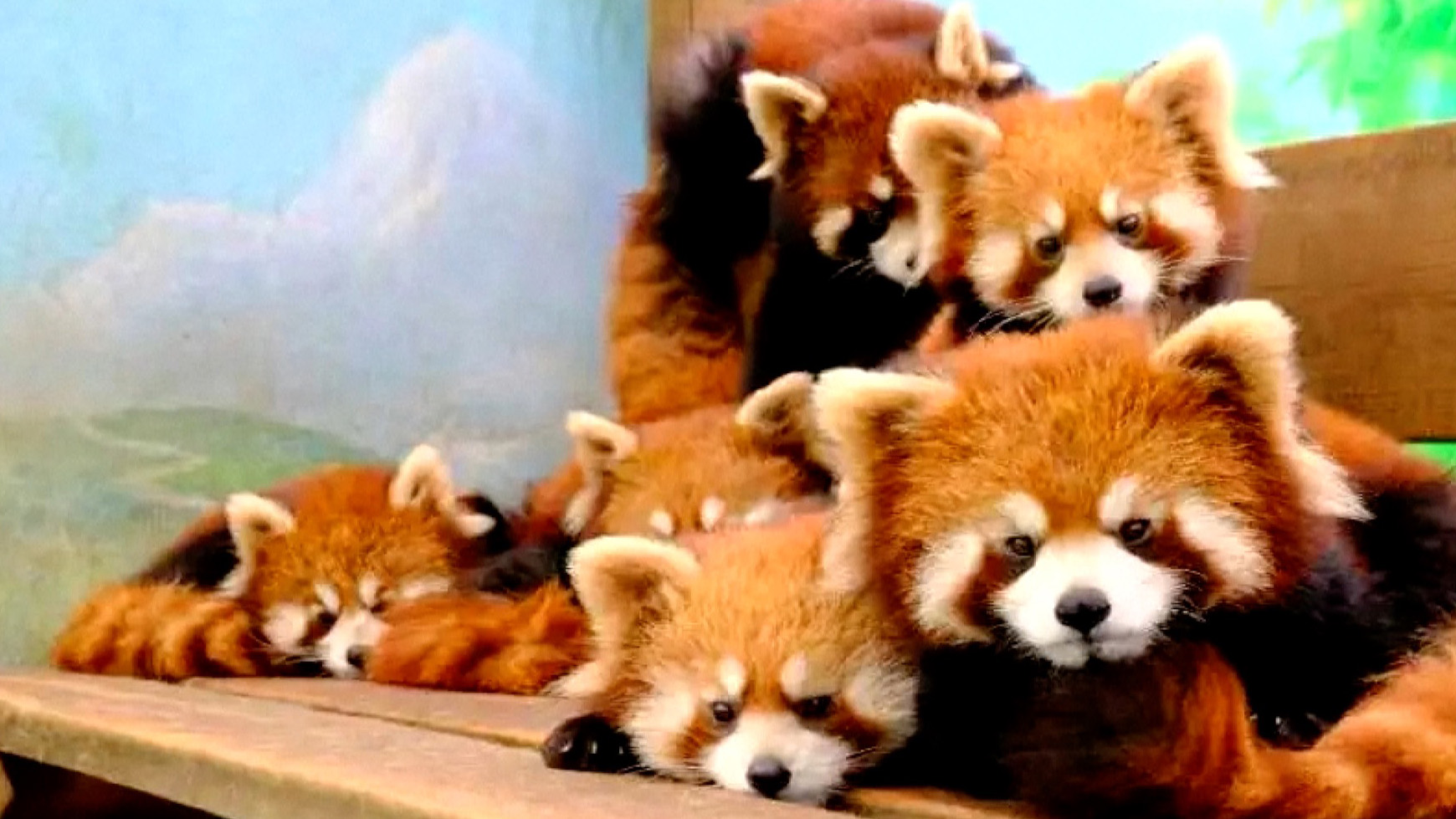 Panda dog pandas china dogs look looks puppies fluffy painted red chow chien baby dyed pet real yes looking bears