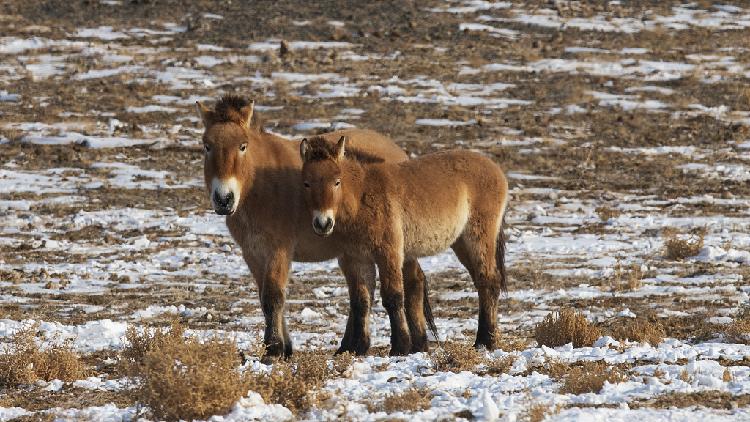 Rare Nw China Wild Horses Helped To Survive The Winter Cgtn